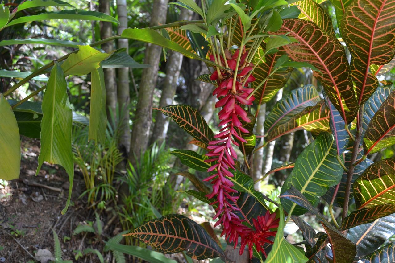 Natuga Ecolodge-Villas Dominical Baru Exteriör bild