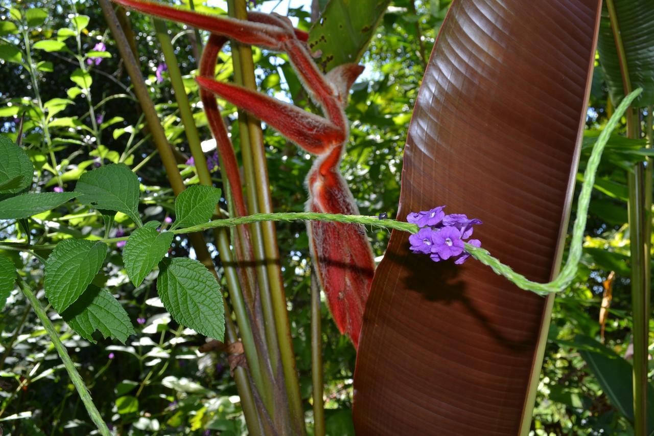 Natuga Ecolodge-Villas Dominical Baru Exteriör bild