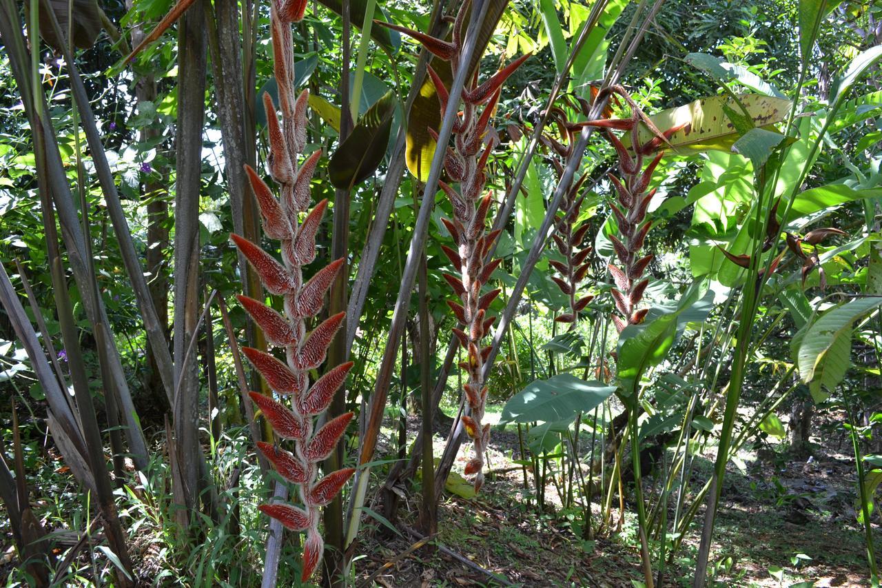 Natuga Ecolodge-Villas Dominical Baru Exteriör bild